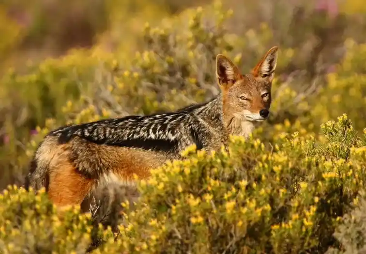 Gondwana Family Lodge Gondwana Family Lodge