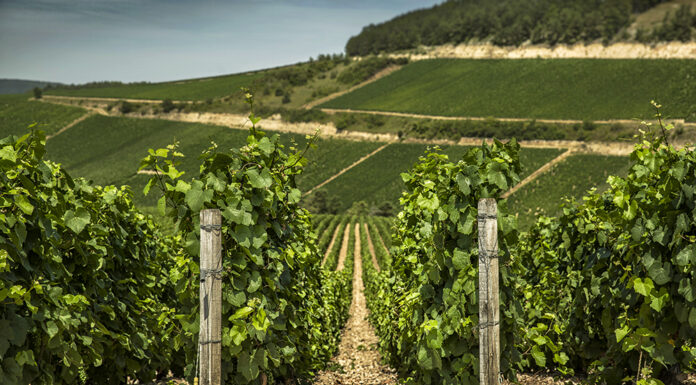Moët Hennessy Announces its commitment to sustainability Harvest vineyard