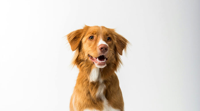 How to Take Care of Your Dog Dog eating his food. Photo by Flouffy via unsplash