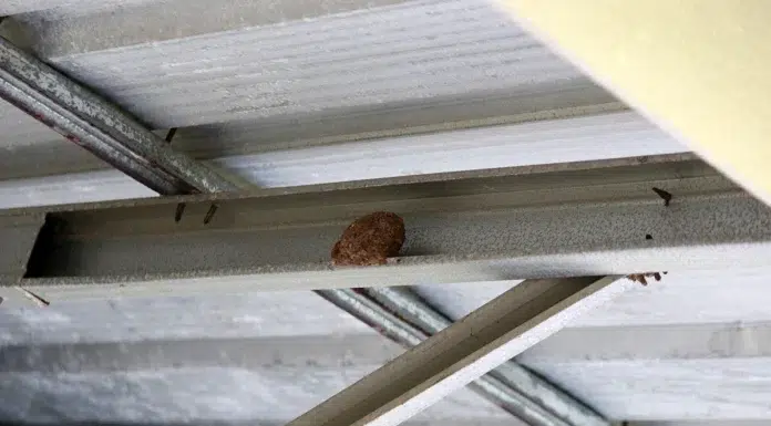 How To Safely Remove Wasp Nests From Your Home A house-from-ground-wasps-attached-to-the-roof-frame-of-the-house_36075190_medium