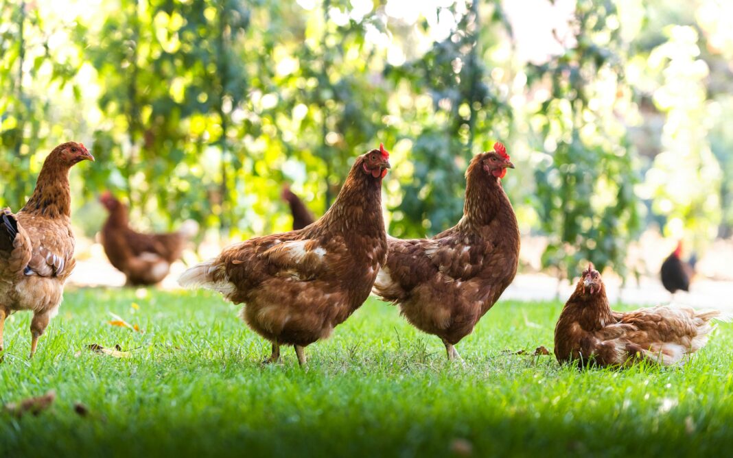 Backyard Chickens. Image by Getty Images via unsplash