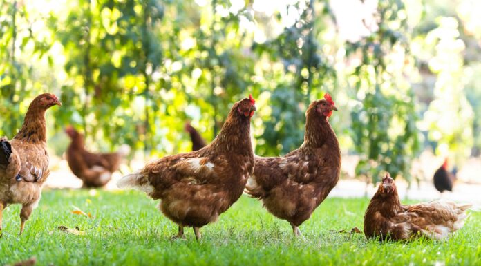 A Helpful Guide to Raising Backyard Chickens Backyard Chickens. Image by Getty Images via unsplash