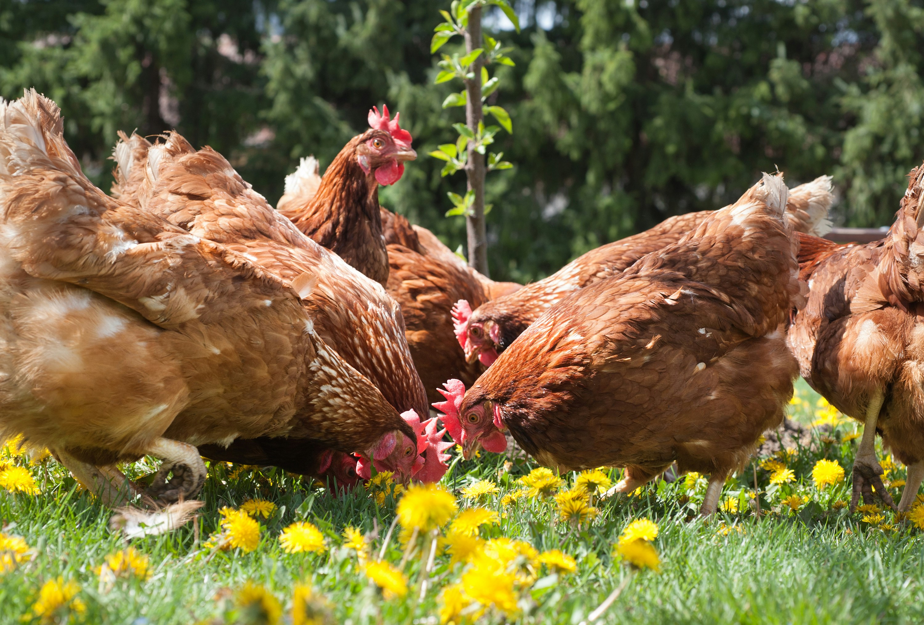 Backyard chickens running around. Image by Getty Images via unsplash