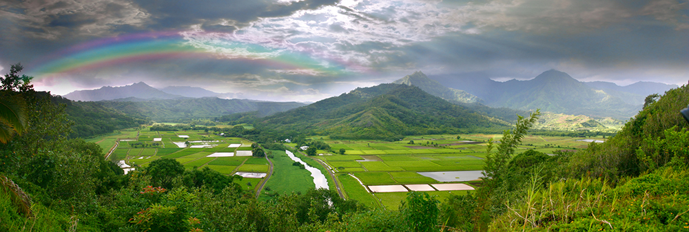 Panoramic Image of the Taro Fields in Kauai Hawaii