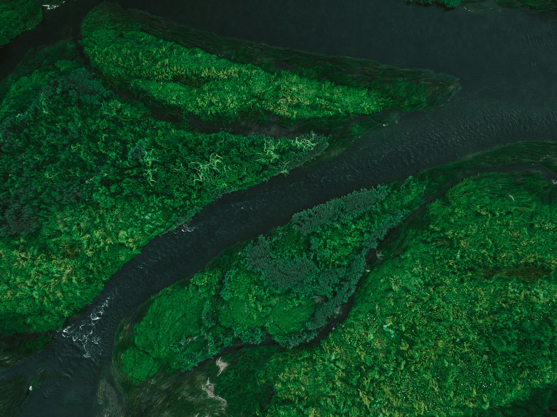 Amazon Rainforest in Brazil. Image by Unsplash Community via unsplash