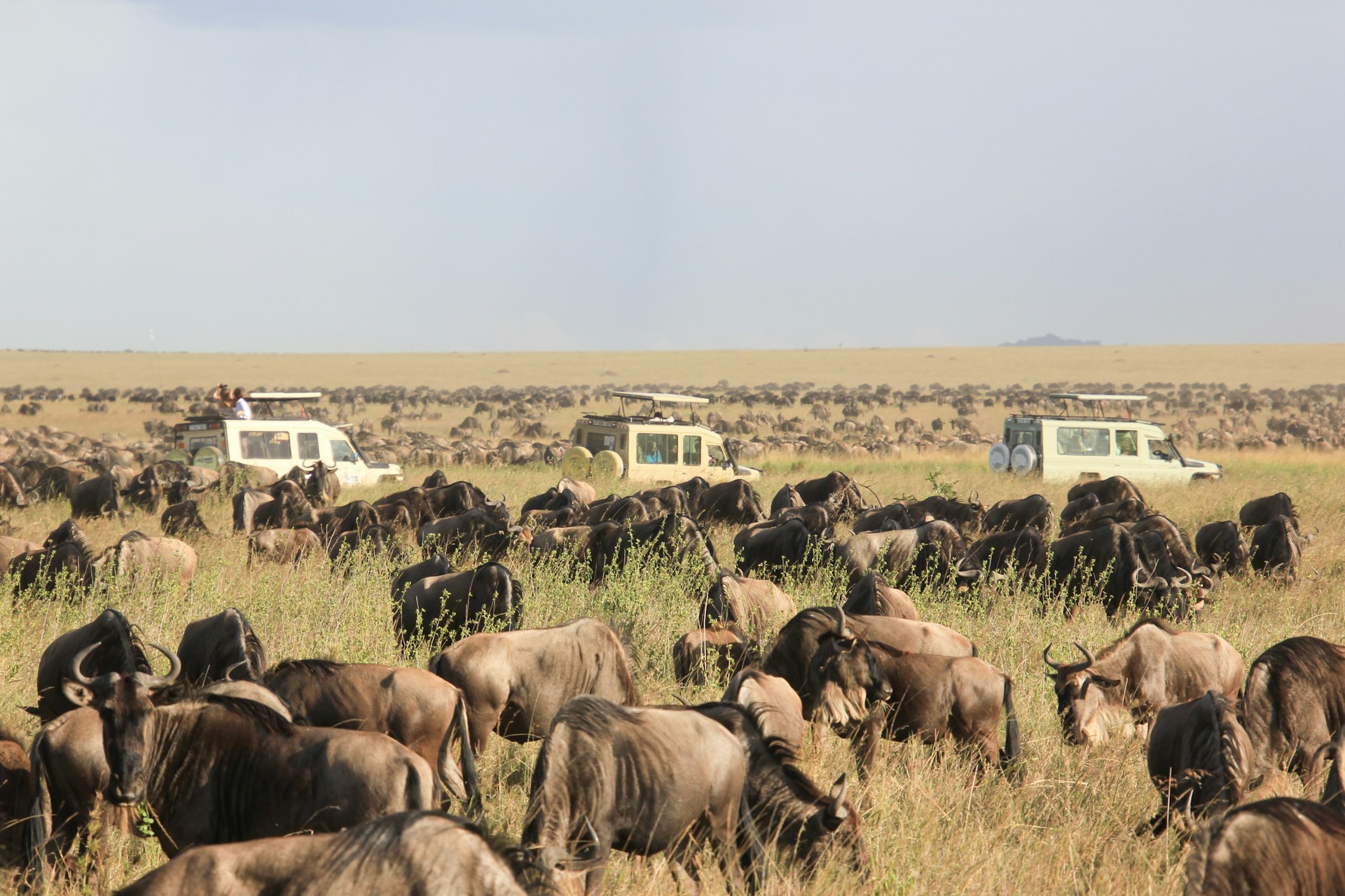 Safari in Tanzania. Image by Dawn W on unsplash