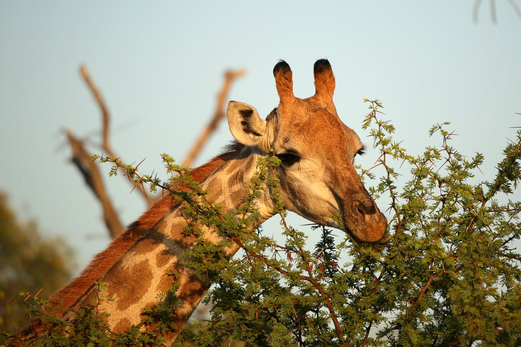 A giraffe feeding on some greenery. Photo by Heléne Ramackers A giraffe feeding on some greenery. Photo by Heléne Ramackers