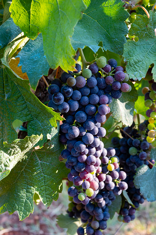 Amalfi Coast, Campania, Italy a wine tourist destination Ripe red grapes growing on vineyards in Campania, South of Italy used for making red wine