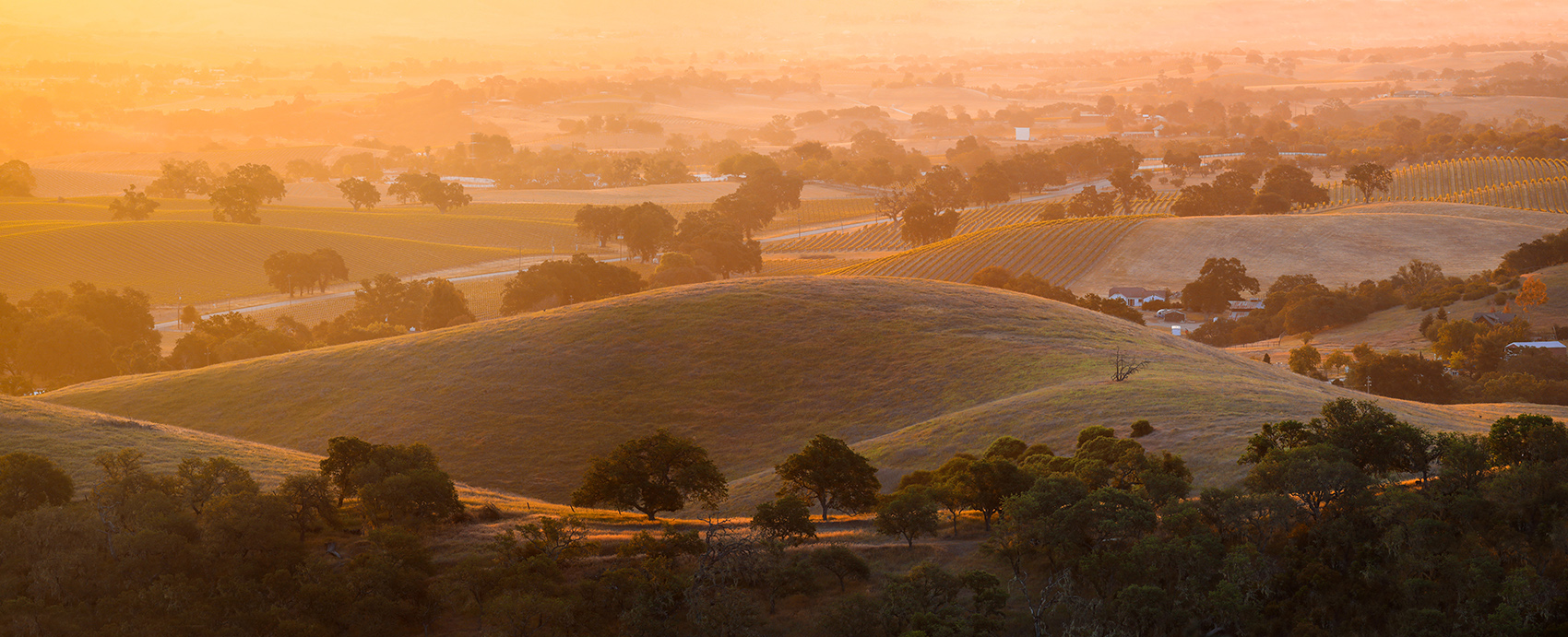 Sunrise on the vine covered hills of Wine Country. Photo by Jason Busa Sunrise on the vine covered hills of Wine Country. Photo by Jason Busa