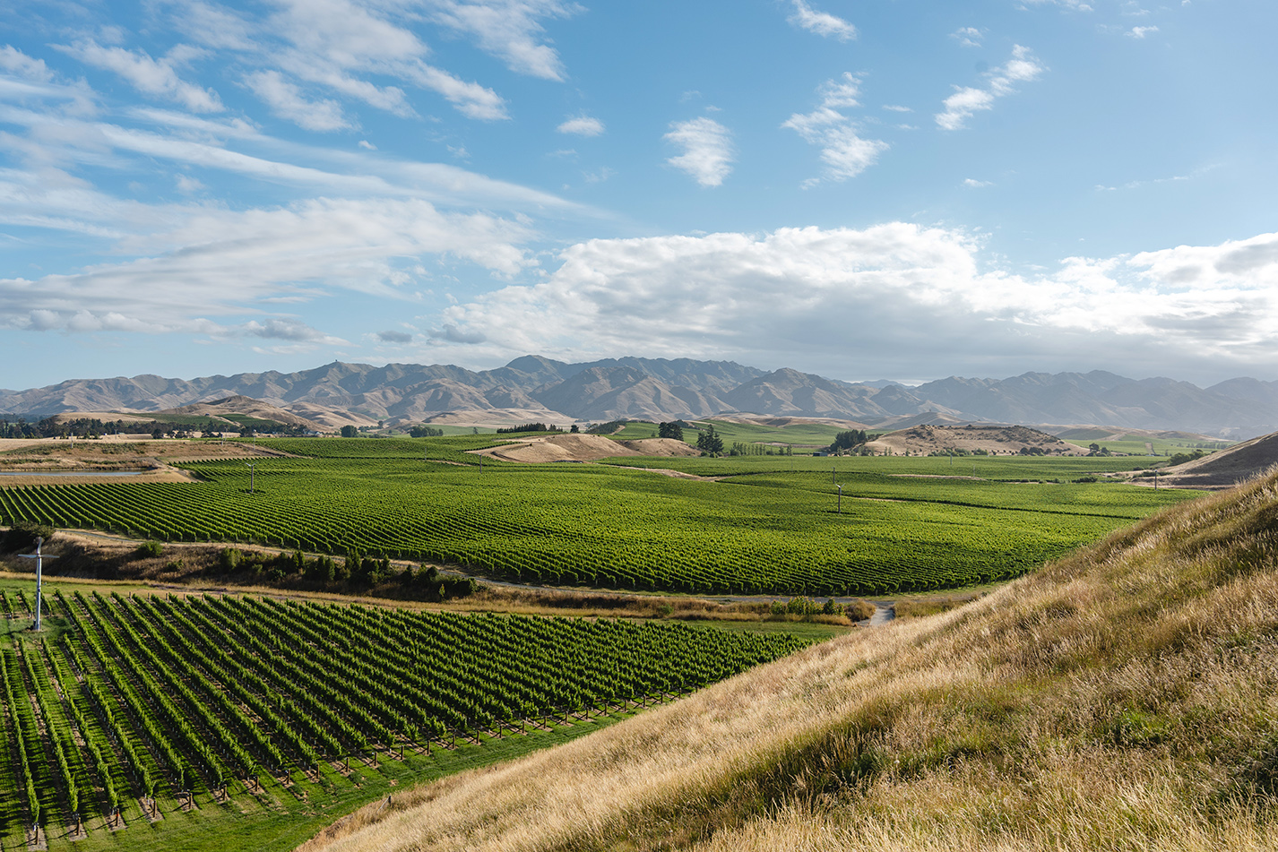 Vineyard landscape surrounded by big hills on a sunny day. Marlborough, New Zealand. Photo by Pajaros Volando Vineyard landscape surrounded by big hills on a sunny day. Marlborough, New Zealand. Photo by Pajaros Volando