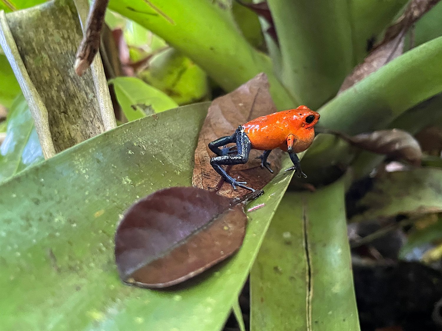 Red blue jean frog at Nayara Springs Red blue jean frog at Nayara Springs
