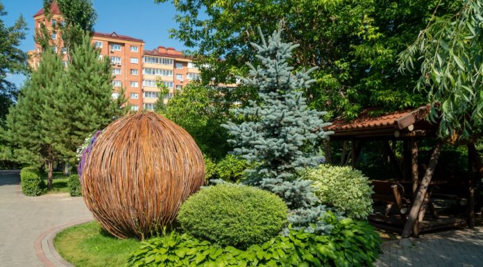 Colorado Blue Spruce and 7 Other Native Trees for Your Landscape Design Colorado Blue Spruce for Landscaping