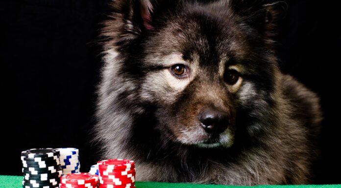 177 Years Since the Birth of Kash Coolidge, Dogs Playing Poker Remains Iconic Keeshond playing poker
