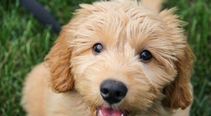 Cutest Dog Breeds in The World Goldendoodle dog breed