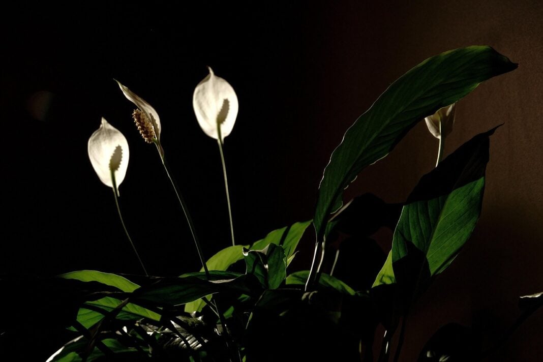 indoor flowering plants. Image by pixabay