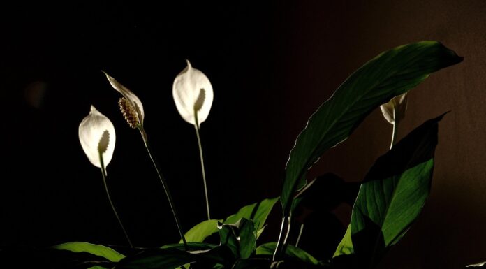 Selections of Indoor Flowering Plants You Can Buy from a Plant Delivery Online indoor flowering plants. Image by pixabay