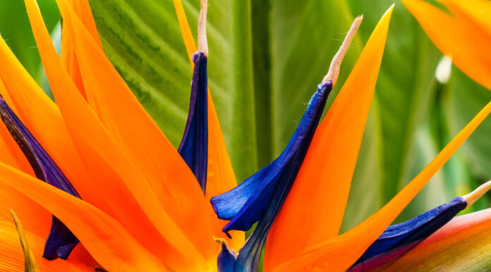 SNEHAL S — 7 Mediterranean Plants For Themed WFH Offices Bird of Paradise Mediterranean plant