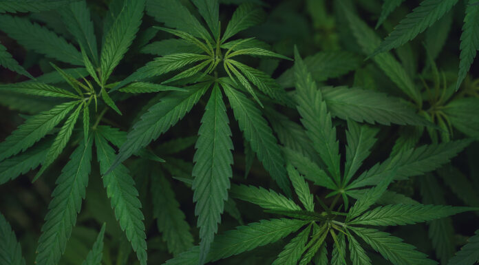Reasons Why You Might Want To Use Delta 8 THC Cannabis Delta 8 THC