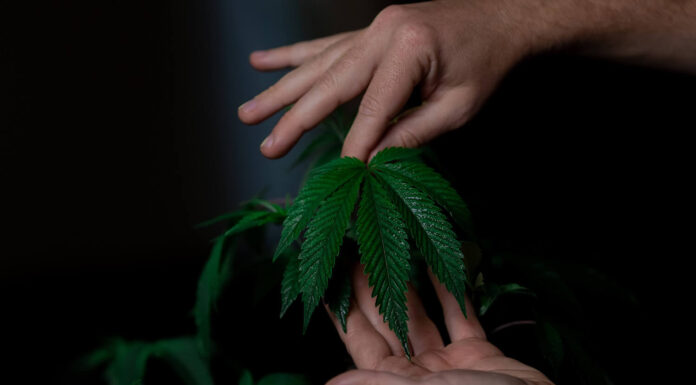 When is The Best Time to Plant Cannabis Outdoors? And Other Outdoor Growing Tips Cannabis plant