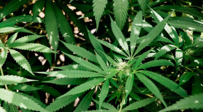 Like Cannabis? Here Are Some Useful Tips Cannabis plant