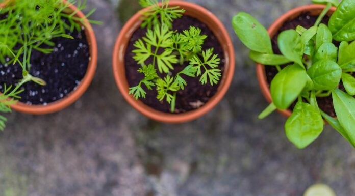 Starting Your Own Indoor Herb Garden? 4 Tips That’ll Come in Handy Indoor Herb Garden