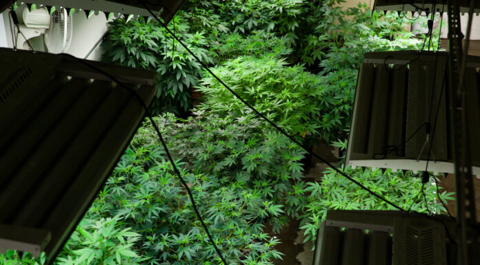 8 Essential Design Features of a Grow Room Grow Room