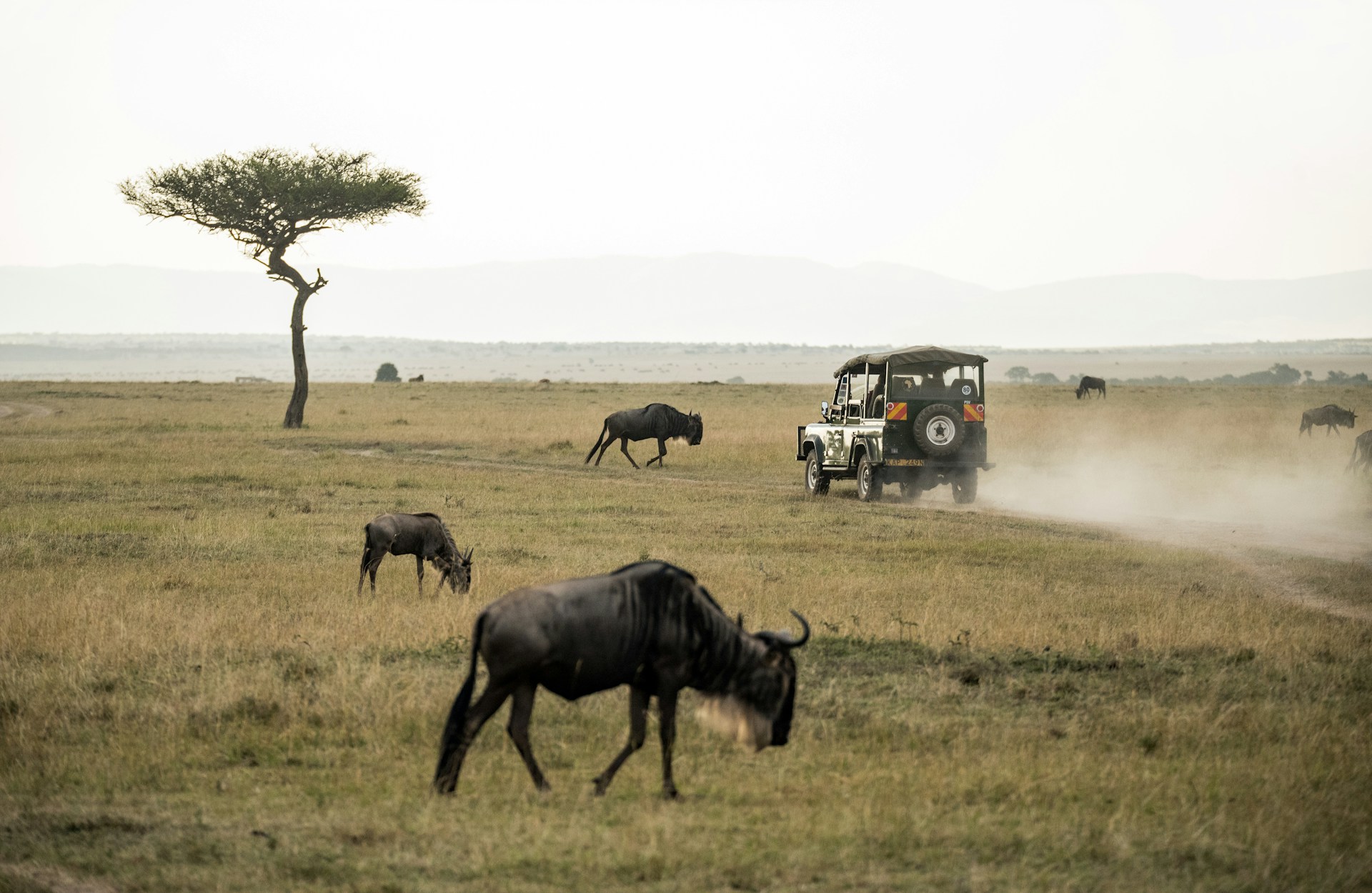 African Safari. Image by David Clode via unsplash