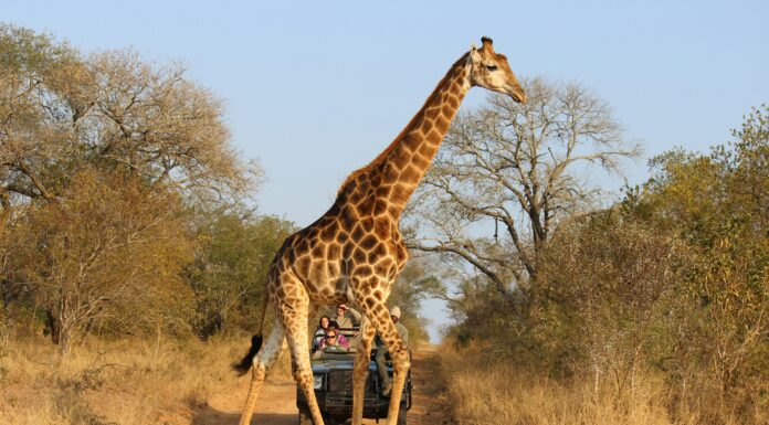 All You Need to Know About Restrictions Before going on a Safari African Safari. Photo by Karin Petersen via unsplash