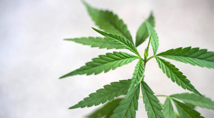 Is It Worth It To Consume Delta-8 For Cirrhosis? Delta-8 is beneficial for cirrhosis aguda