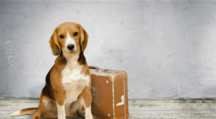 4 Safety Tips To Remember Before Traveling With Your Dog traveling with your dog