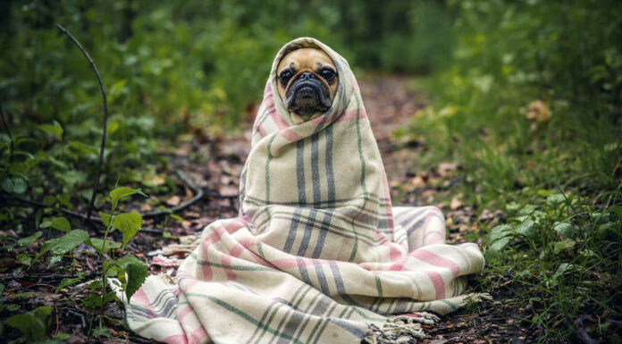 How To Care For Your Pet When You Are Short On Time Taking care of your pet dog