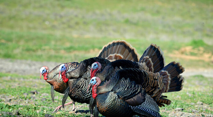 Fouling Up Your Fowl Hunt: 5 Biggest Challenges Facing Turkey Hunters Turkey Hunting
