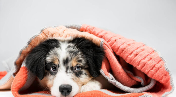 How to Protect your Dog from the Cold protect your dog from the cold