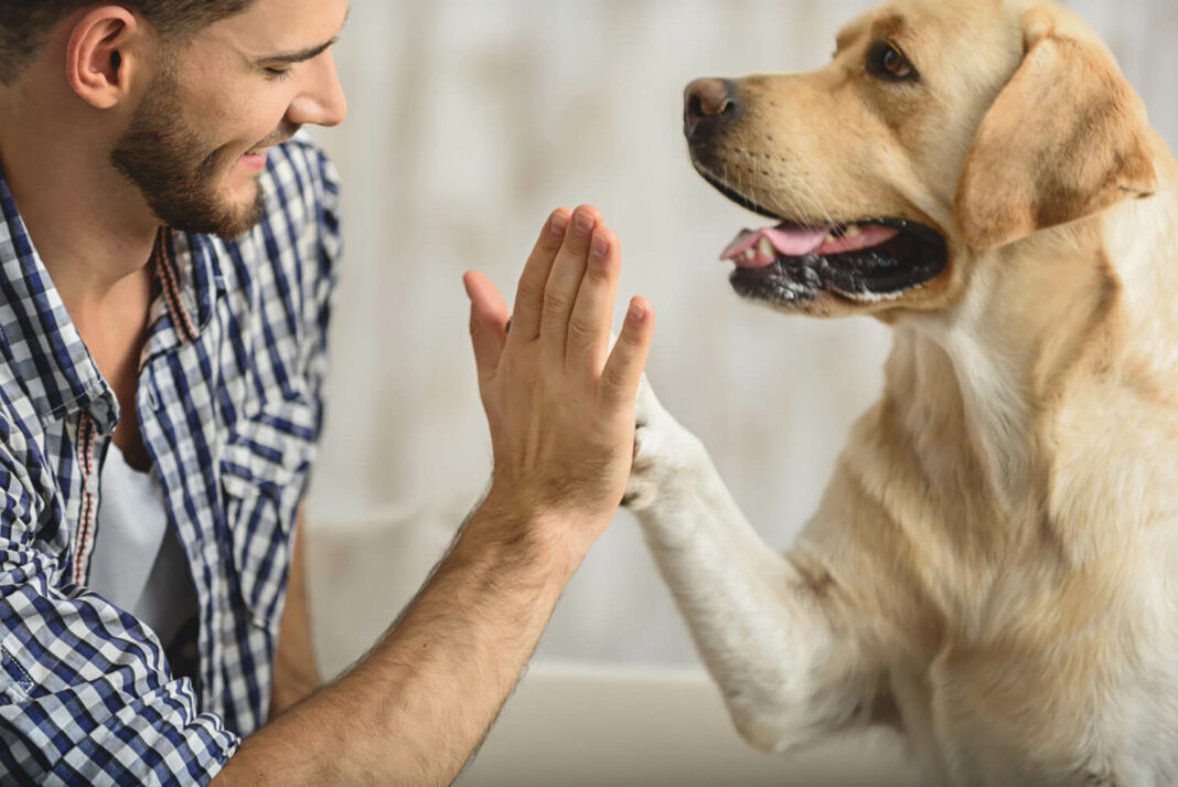Pet-Friendly Apartments