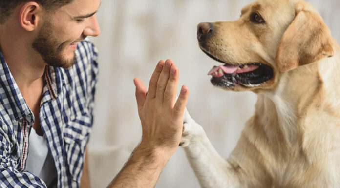 What Documents do You Need for Pet-Friendly Apartments? Pet-Friendly Apartments