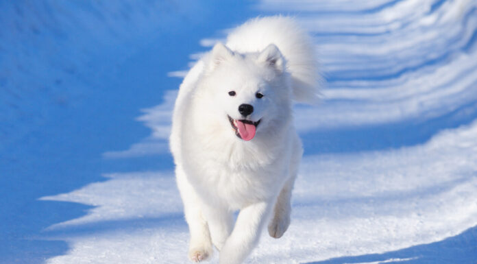 9 Samoyeds Facts You Should Know About Samoyeds dog breed