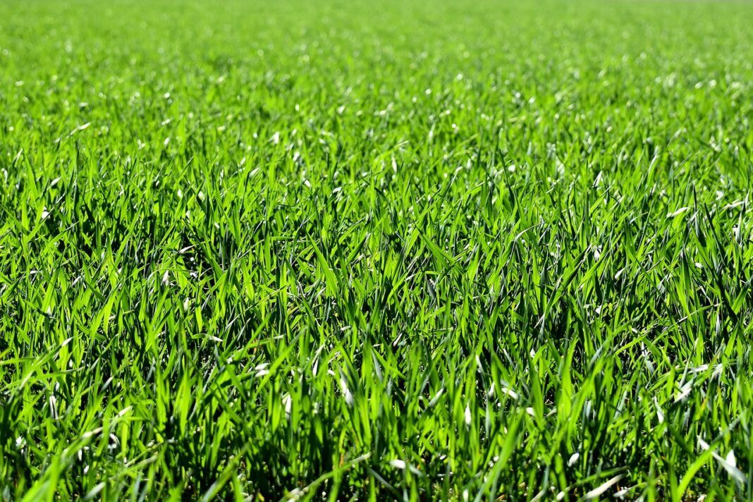 turf lawn care. Image via freepik