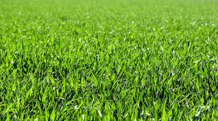 How Turf Distributors Changed the Lawncare World turf lawn care. Image via freepik