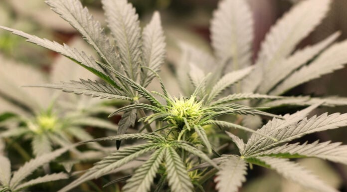 5 Tips and Tricks to Maximize Yields in Autoflowers Autoflowers cannabis. Photo by Jamie Edwards via unsplash