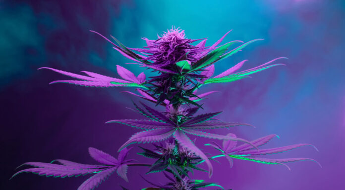 The Most Expensive Cannabis Strains in the World Most Expensive Cannabis Strains in the World
