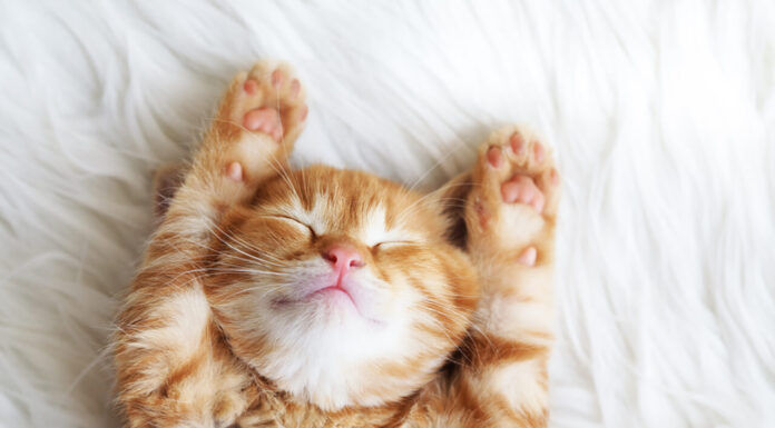 What you Need to Know Before Getting a Family Cat Family Cat