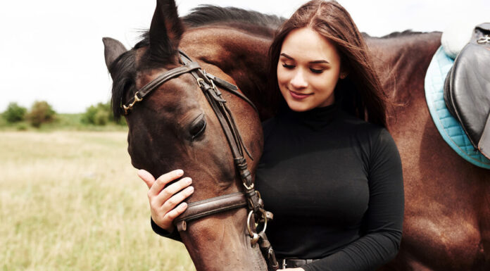 Horse Care Guide: Products and their use according to the animal’s needs Horse care guide