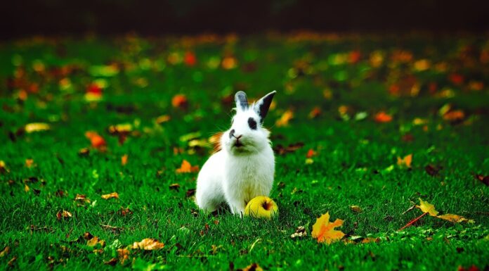 What Kind Of Construction Can Keep Your Pet Inside The Property Rabbit Pet in your yard