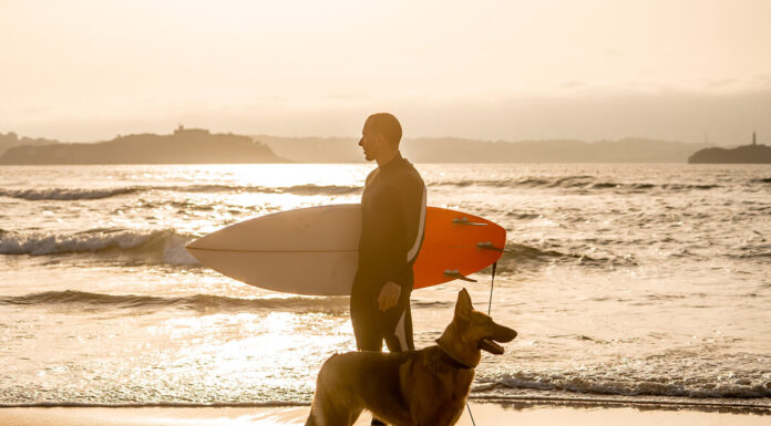 Pet Care Guide When Traveling Abroad Pet Care when traveling