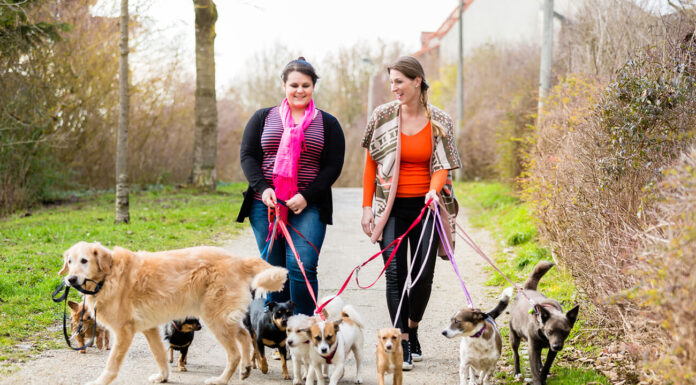 How to care for your pet when you leave for a long weekend Pet sitting is a type of pet care