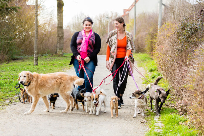 Pet sitting is a type of pet care