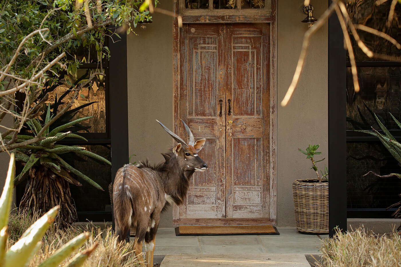 A nyala enjoys the greenery found around the suites. Photographs by Heléne Ramackers