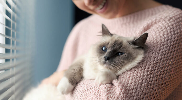 7 Amazing Dishes Your Cat will Love if he is a Stubborn Eater Cat Food for a picky eater