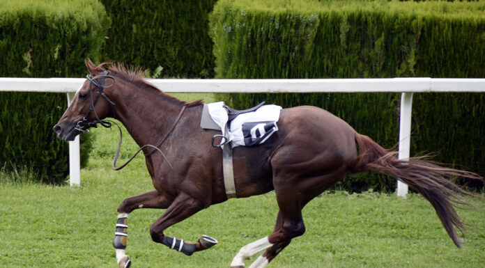 Is Horse Racing Still Considered An Elitist Sport? horse race