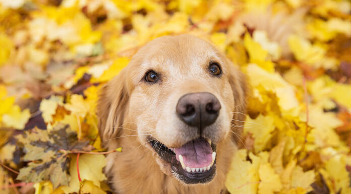 Popularity and Rise of Golden Retrievers as a Pet Golden Retriever